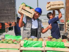 Más de 80 toneladas de mangos del norte llegan a Lima para su venta directa Más de 80 toneladas de mangos del norte llegan a Lima para su venta directa