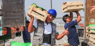 Más de 80 toneladas de mangos del norte llegan a Lima para su venta directa Más de 80 toneladas de mangos del norte llegan a Lima para su venta directa