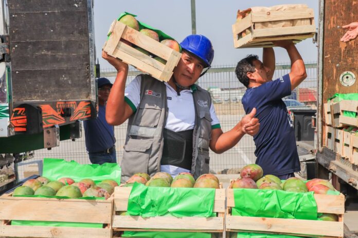 Más de 80 toneladas de mangos del norte llegan a Lima para su venta directa