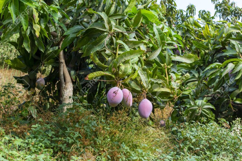 Lambayeque: Ministro hace un llamado a los agricultores para que no planten más mango en los próximos tres años