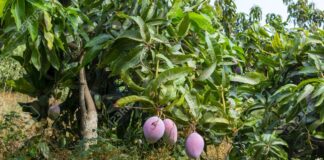 Lambayeque: Ministro hace un llamado a los agricultores para que no planten más mango en los próximos tres años Lambayeque: Ministro hace un llamado a los agricultores para que no planten más mango en los próximos tres años