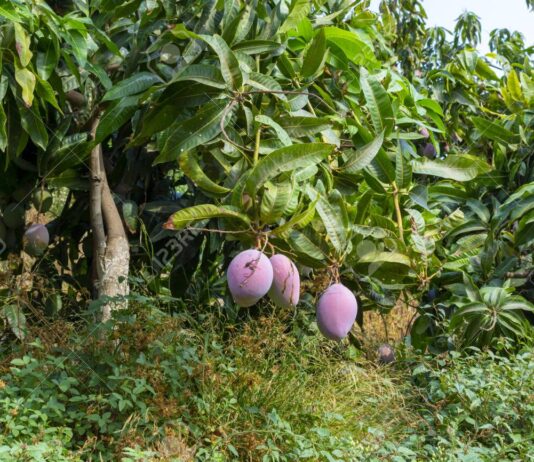 Lambayeque: Ministro hace un llamado a los agricultores para que no planten más mango en los próximos tres años Lambayeque: Ministro hace un llamado a los agricultores para que no planten más mango en los próximos tres años