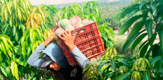 Tambogrande: Productores rechazan propuesta de dejar de sembrar mango Tambogrande: Productores rechazan propuesta de dejar de sembrar mango
