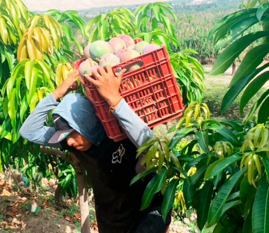 Tambogrande: Productores rechazan propuesta de dejar de sembrar mango Tambogrande: Productores rechazan propuesta de dejar de sembrar mango
