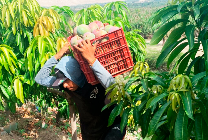 Tambogrande: Productores rechazan propuesta de dejar de sembrar mango