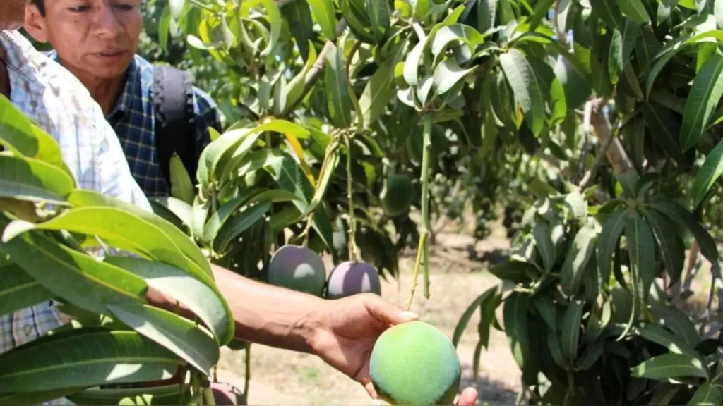 Cambios climáticos y mala gestión de reservorios causaron millonarias pérdidas en la producción de mango en Piura