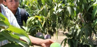 Cambios climáticos y mala gestión de reservorios causaron millonarias pérdidas en la producción de mango en Piura Cambios climáticos y mala gestión de reservorios causaron millonarias pérdidas en la producción de mango en Piura