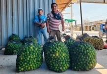 Exportaciones de limón peruano cayeron en valor pese a mayor volumen en 2025 Productores de limón del valle del Chira exigen medidas ante crisis de precios