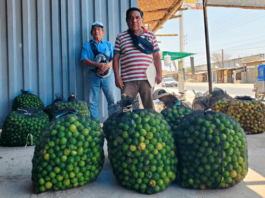 Piura: Productores de limón del valle del Chira exigen medidas ante crisis de precios Productores de limón del valle del Chira exigen medidas ante crisis de precios