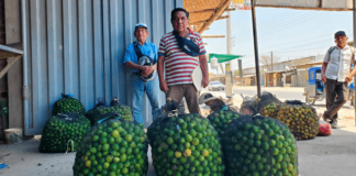 Piura: Productores de limón del valle del Chira exigen medidas ante crisis de precios Productores de limón del valle del Chira exigen medidas ante crisis de precios
