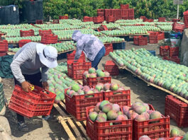 Crisis en la campaña de mango peruano: altos costos y retrasos afectan al sector Crisis en la campaña de mango peruano: altos costos y retrasos afectan al sector