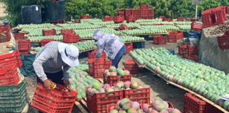 Crisis en la campaña de mango peruano: altos costos y retrasos afectan al sector Crisis en la campaña de mango peruano: altos costos y retrasos afectan al sector