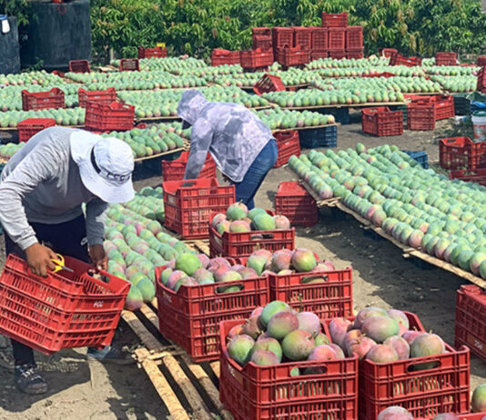 Crisis en la campaña de mango peruano: altos costos y retrasos afectan al sector Crisis en la campaña de mango peruano: altos costos y retrasos afectan al sector