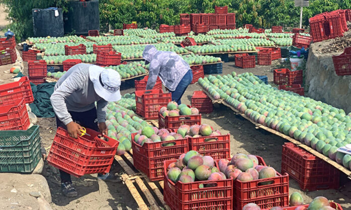 Crisis en la campaña de mango peruano: altos costos y retrasos afectan al sector