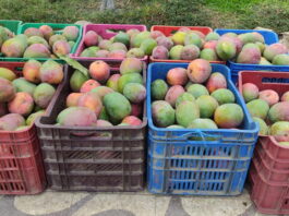 Crisis en la producción de mango en Piura: alertan pérdidas y plaga de moscas Crisis en la producción de mango en Piura: alertan pérdidas y plaga de moscas