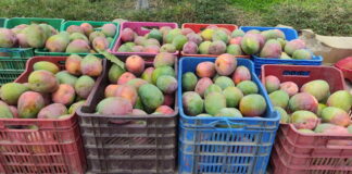 Crisis en la producción de mango en Piura: alertan pérdidas y plaga de moscas Crisis en la producción de mango en Piura: alertan pérdidas y plaga de moscas