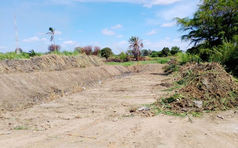 Piura: realizan limpieza en drenes secundarios para prevenir inundaciones de cultivos en Sechura