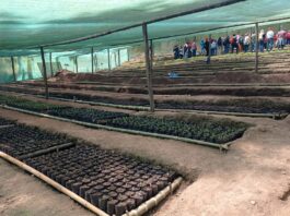 Piura: siembran 9,000 plantones para reforestar áreas degradadas en Canchaque Piura: siembran 9,000 plantones para reforestar áreas degradadas en Canchaque