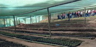 Piura: siembran 9,000 plantones para reforestar áreas degradadas en Canchaque Piura: siembran 9,000 plantones para reforestar áreas degradadas en Canchaque