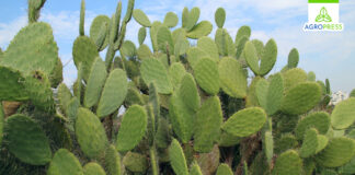 Penca de tuna: ¿cuáles son sus beneficios y cómo se debe preparar? Penca de tuna: ¿cuáles son sus beneficios y cómo se debe preparar?