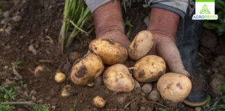 Ministro recomienda evitar la siembra de papa durante segunda quincena de enero: esta es la razón Ministro recomienda evitar la siembra de papa durante segunda quincena de enero: esta es la razón