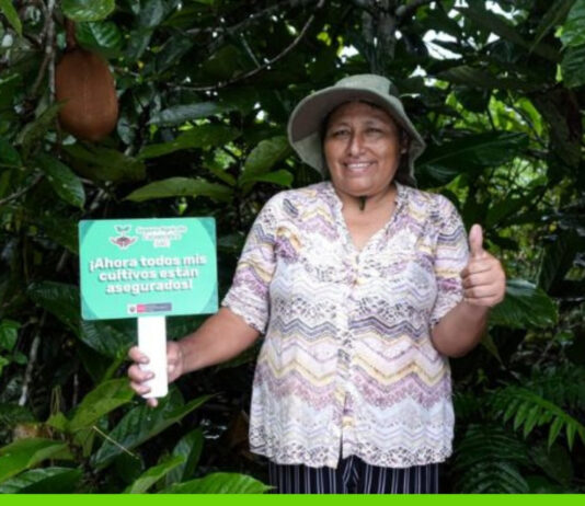 Gobierno activa el seguro agrícola catastrófico para proteger a productores en temporada de lluvias Gobierno activa el seguro agrícola catastrófico para proteger a productores en temporada de lluvias