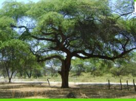 Piura: impulsan proyecto “Semillas del Bosque” para conservar ecosistemas en Sullana Piura: impulsan proyecto “Semillas del Bosque” para conservar ecosistemas en Sullana