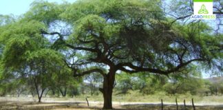 Piura: impulsan proyecto “Semillas del Bosque” para conservar ecosistemas en Sullana Piura: impulsan proyecto “Semillas del Bosque” para conservar ecosistemas en Sullana