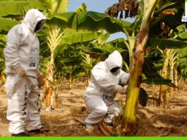 Piura: Gobierno y productores bananeros inician proyecto experimental contra Fusarium Piura: Gobierno y productores bananeros inician proyecto experimental contra Fusarium