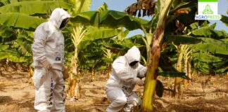 Piura: Gobierno y productores bananeros inician proyecto experimental contra Fusarium Piura: Gobierno y productores bananeros inician proyecto experimental contra Fusarium