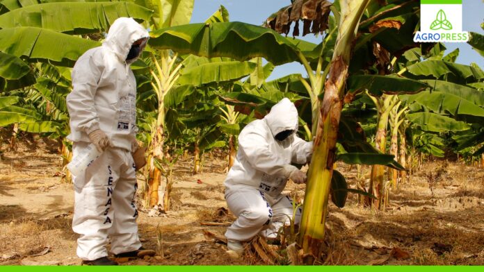 Piura: Gobierno y productores bananeros inician proyecto experimental contra Fusarium