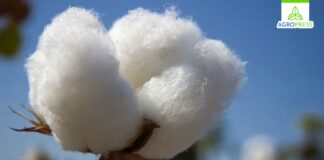 Piura: Facultad de Agronomía de la UNP presenta Plan de Rescate del Algodón Pima Piura: Facultad de Agronomía de la UNP presenta Plan de Rescate del Algodón Pima