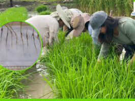 Investigación con rayos gamma logrará crear un arroz resistente a plagas y con menos demanda de agua Investigación con rayos gamma logrará crear un arroz resistente a plagas y con menos demanda de agua