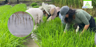 Investigación con rayos gamma logrará crear un arroz resistente a plagas y con menos demanda de agua Investigación con rayos gamma logrará crear un arroz resistente a plagas y con menos demanda de agua