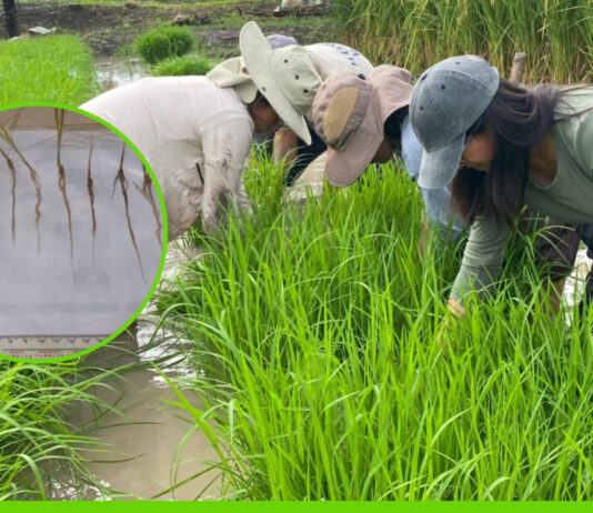 Investigación con rayos gamma logrará crear un arroz resistente a plagas y con menos demanda de agua Investigación con rayos gamma logrará crear un arroz resistente a plagas y con menos demanda de agua