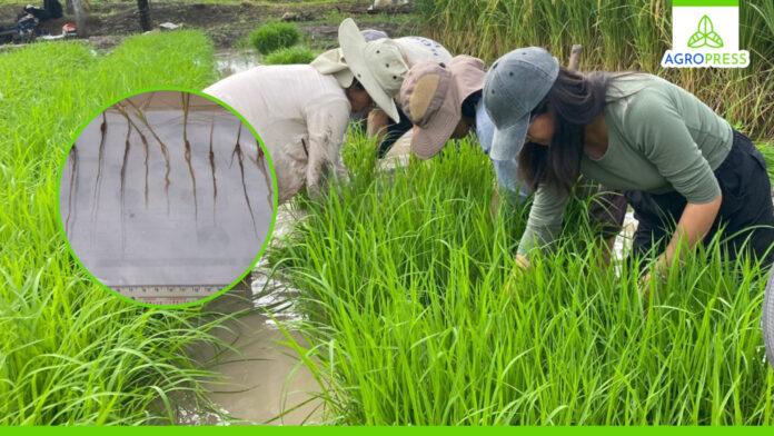 Investigación con rayos gamma logrará crear un arroz resistente a plagas y con menos demanda de agua