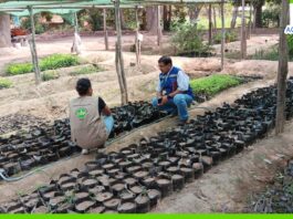 Piura: Gobierno impulsa la restauración del bosque seco en Sullana Piura: Gobierno impulsa la restauración del bosque seco en Sullana