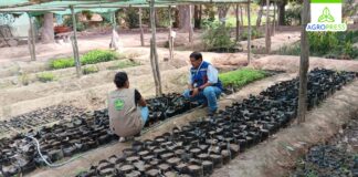 Piura: Gobierno impulsa la restauración del bosque seco en Sullana Piura: Gobierno impulsa la restauración del bosque seco en Sullana
