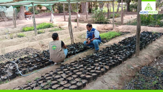 Piura: Gobierno impulsa la restauración del bosque seco en Sullana