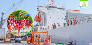 Perú marca un hito en la exportación de uva fresca con bodegas frigoríficas en barcos Perú marca un hito en la exportación de uva fresca con bodegas frigoríficas en barcos