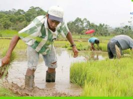 Piura: exhortan a productores de arroz y algodón a respetar las fechas de siembra Piura: exhortan a productores de arroz y algodón a respetar las fechas de siembra