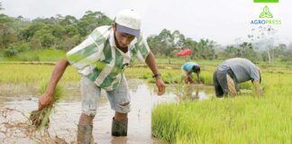 Piura: exhortan a productores de arroz y algodón a respetar las fechas de siembra Piura: exhortan a productores de arroz y algodón a respetar las fechas de siembra