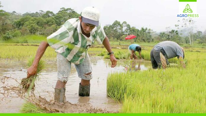 Piura: exhortan a productores de arroz y algodón a respetar las fechas de siembra