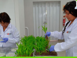 Midagri asignó presupuesto histórico para impulsar la agricultura y ganadería en 2025 Midagri asignó presupuesto histórico para impulsar la agricultura y ganadería en 2025