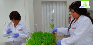 Midagri asignó presupuesto histórico para impulsar la agricultura y ganadería en 2025 Midagri asignó presupuesto histórico para impulsar la agricultura y ganadería en 2025