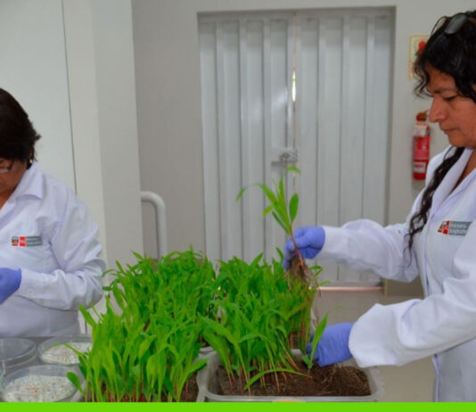 Midagri asignó presupuesto histórico para impulsar la agricultura y ganadería en 2025 Midagri asignó presupuesto histórico para impulsar la agricultura y ganadería en 2025