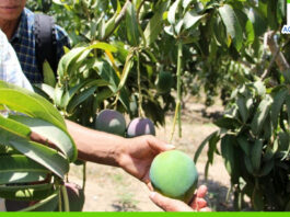Agricultores de Piura enfrentan crisis por caída histórica en el precio del mango Agricultores de Piura enfrentan crisis por caída histórica en el precio del mango