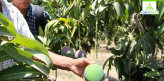 Agricultores de Piura enfrentan crisis por caída histórica en el precio del mango Agricultores de Piura enfrentan crisis por caída histórica en el precio del mango
