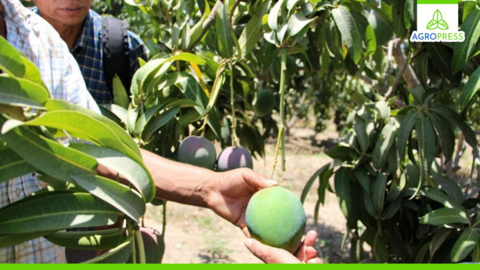 Agricultores de Piura enfrentan crisis por caída histórica en el precio del mango