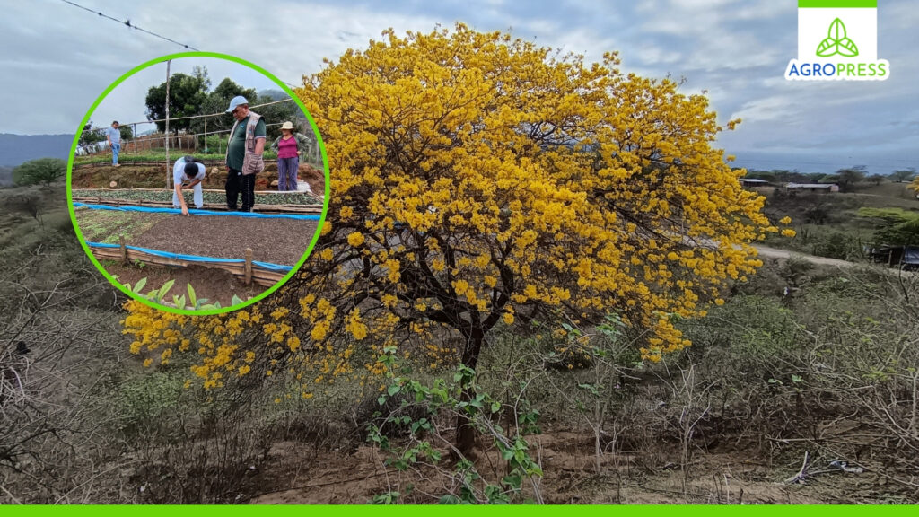Piura: impulsan conservación del guayacán con sembrado de cuatro mil plantines en Ayabaca